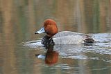 Redhead